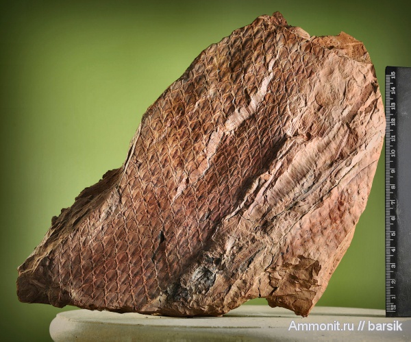 карбон, растения, Synchysidendron