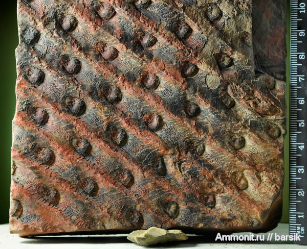 растения, Sigillaria, сигиллярии