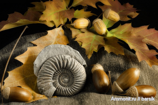 аммониты, Ammonites