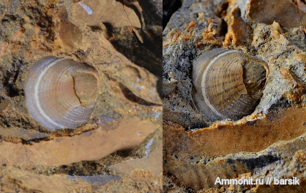 прижизненная окраска