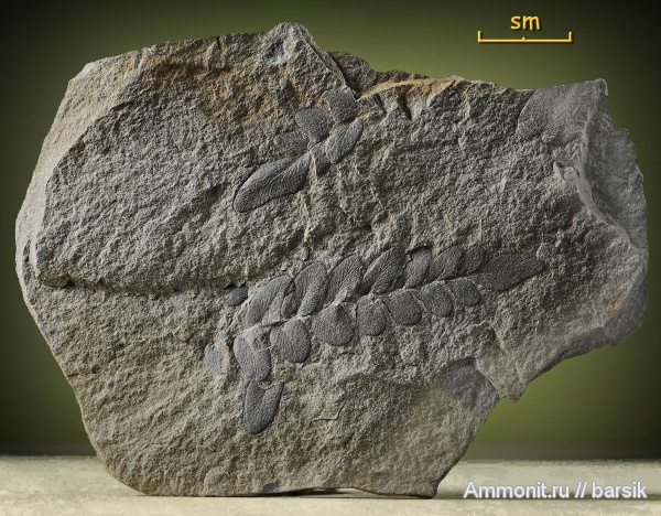 растения, Neuropteris