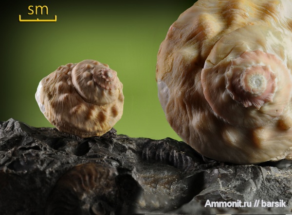 гастроподы, неоген, Кипр, прижизненная окраска, плиоцен, Turbo