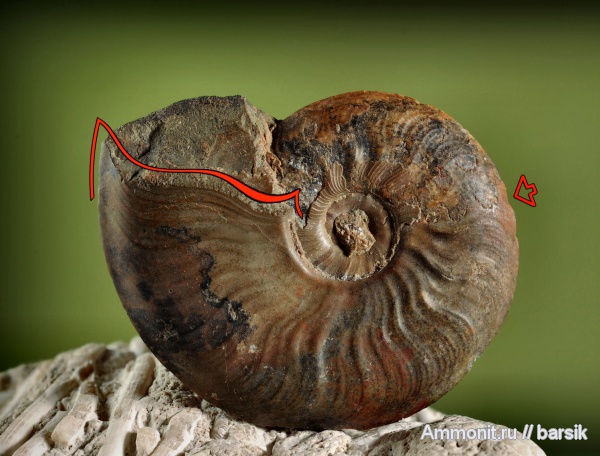 аммониты, юра, Ammonites, Leioceras, Graphoceratidae, аален, Aalenian, Jurassic