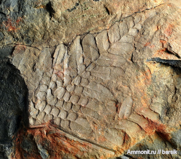 растения, Neuropteris