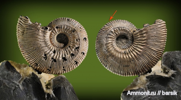 аммониты, Kosmoceras, прижизненные повреждения, Ammonites