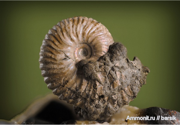 аммониты, Eichwaldiceras, Ammonites