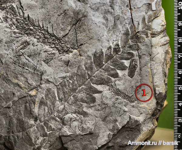 растения, Neuropteris