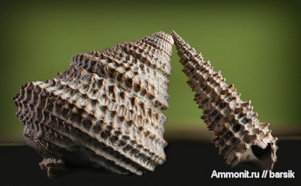 гастроподы, юра, Eucyclus, Дубки, Cryptaulax, Eucyclus pseudoarmiger, Jurassic