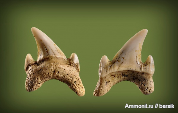 зубы, акулы, teeth, sharks