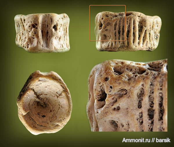 рыбы, позвонки, fish