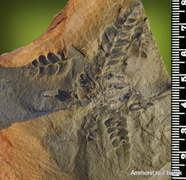 растения, Neuropteris