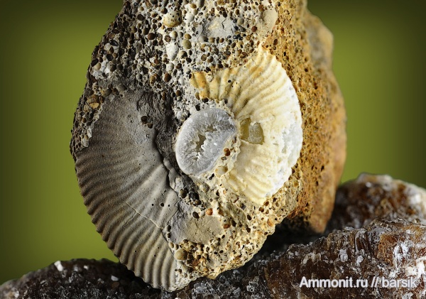 аммониты, Ammonites