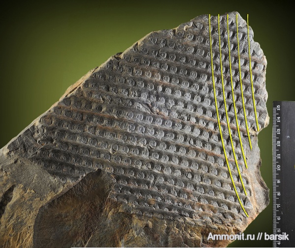 растения, Sigillaria, Sigillaria mamillaris