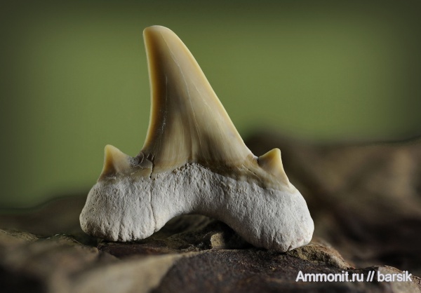 зубы, акулы, Otodus obliquus, teeth, sharks