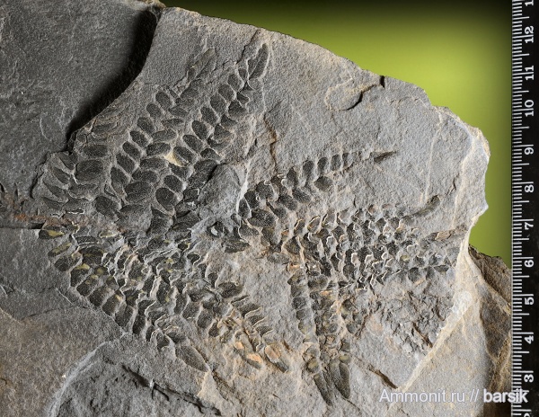 растения, Neuropteris