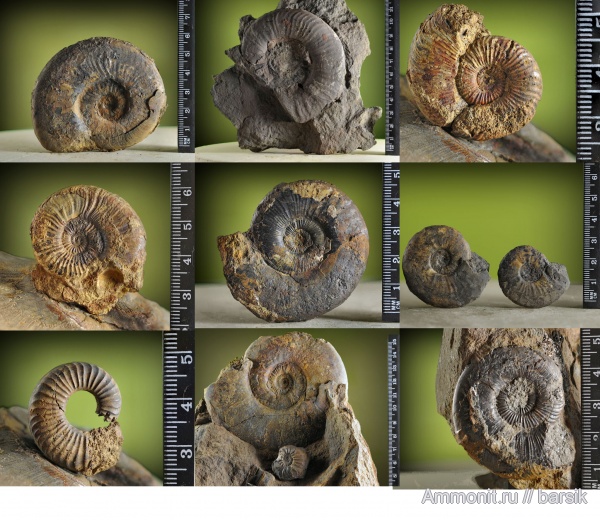 аммониты, юра, Ammonites, Leioceras, Graphoceratidae, аален, Aalenian, Jurassic