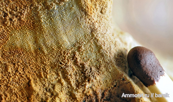 аммониты, аптихи, Ammonites, Laevaptychus, Aptychi