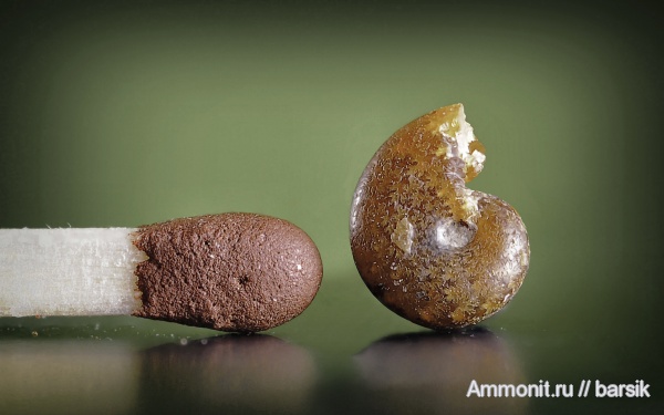 аммониты, Ammonites, Phylloceratidae