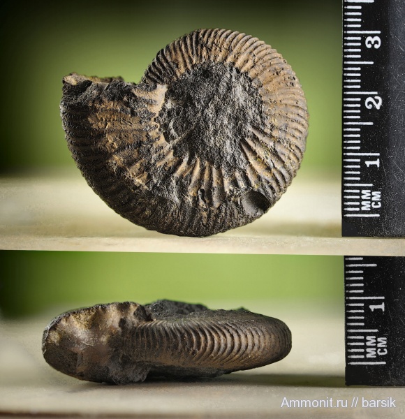 аммониты, Zaraiskites, Ammonites