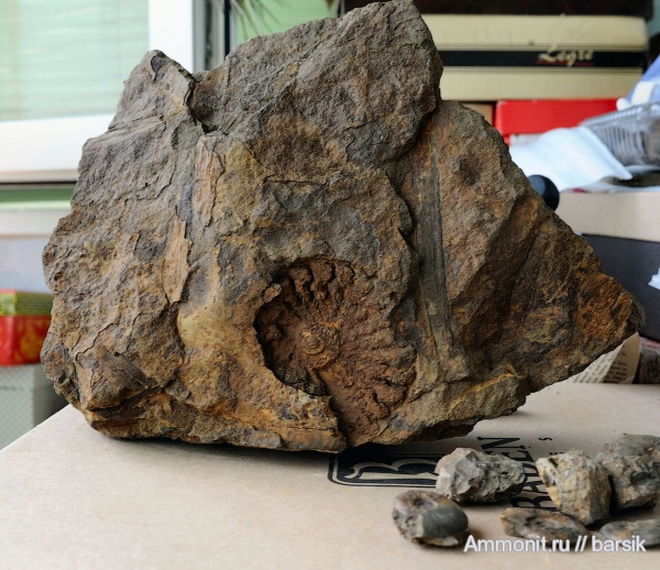 аммониты, Ammonites