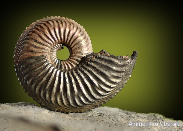 аммониты, Amoeboceras, Cardioceratidae, Ammonites