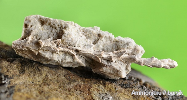 растения, хвойные