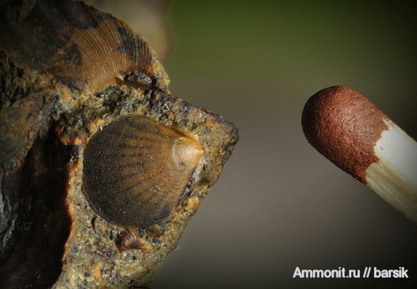двустворки, прижизненная окраска, аален, Aalenian