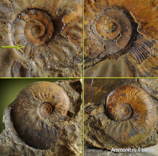 аммониты, Ammonites, Leioceras, Graphoceratidae, аален, Aalenian