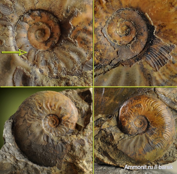 аммониты, Ammonites, Leioceras, Graphoceratidae, аален, Aalenian