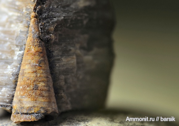 белемниты, ростры, протоконх, аален, Aalenian, belemnites