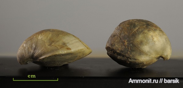 брахиоподы, палеоген, Terebratulida