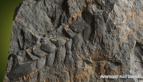 Reticulopteris, Reticulopteris munsteri