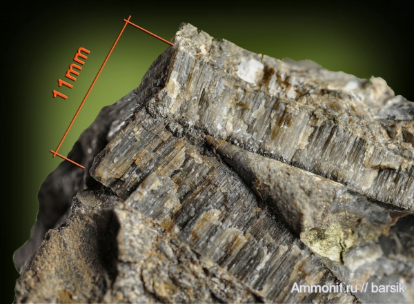 белемниты, ростры, протоконх, belemnites