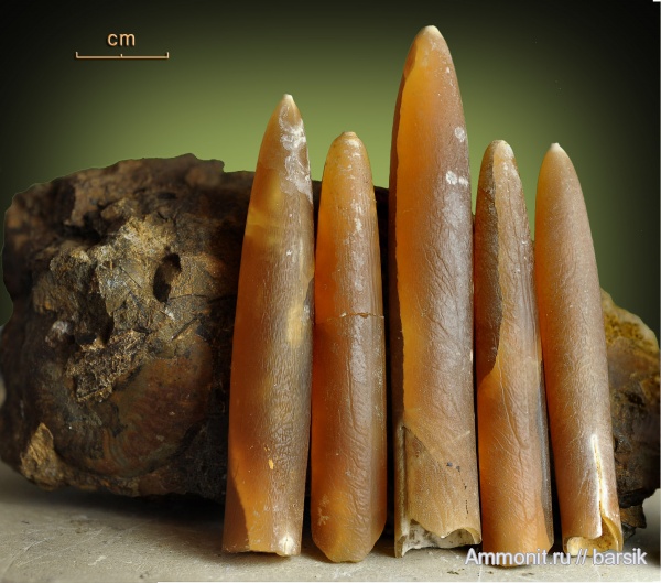 белемниты, ростры, belemnites