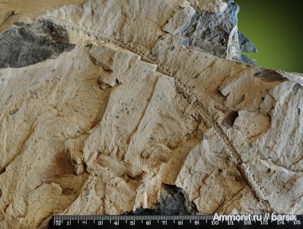 растения, Sigillaria, sigillariostrobus, сигиллярии