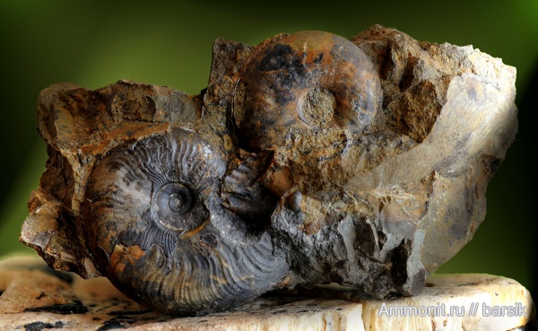 аммониты, Ammonites, Leioceras, аален, Aalenian