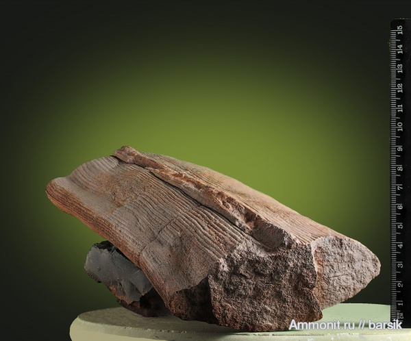 растения, каламиты