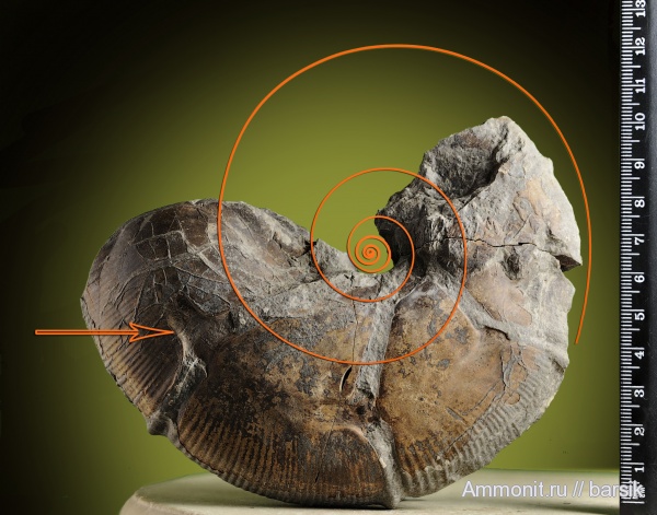 аммониты, Holcophylloceras, Ammonites, Holcophylloceras zignodianum, Phylloceratidae