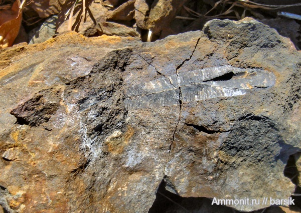 белемниты, ростры, тоар, аален, Aalenian, Toarcian, belemnites