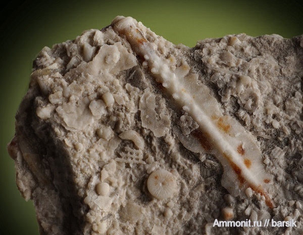 морские ежи, иглы