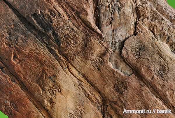 растения, Syringodendron, сигиллярии