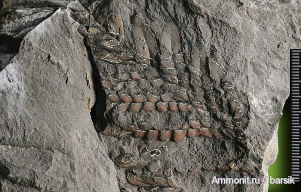 растения, Neuropteris