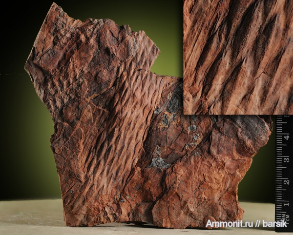 карбон, растения