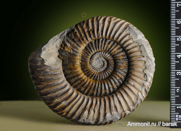 аммониты, байос, Parkinsonia, Ammonites, Bajocian