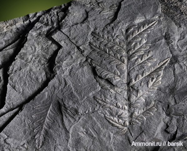 карбон, растения, Mariopteris