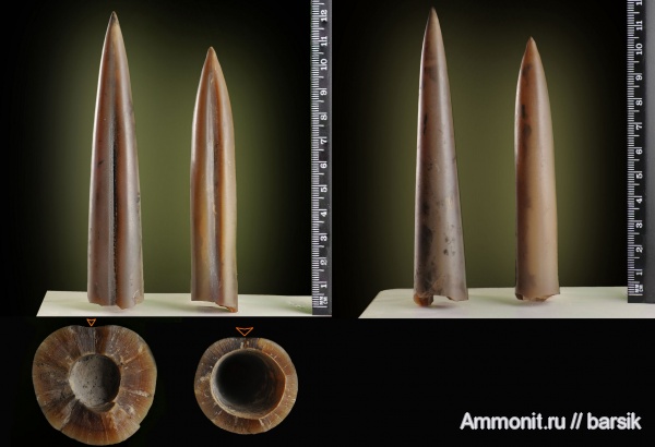 белемниты, ростры, Holcobeloides, Holcobeloides beaumontianus, belemnites