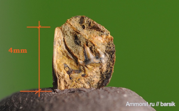 зубы, аален, Aalenian, teeth