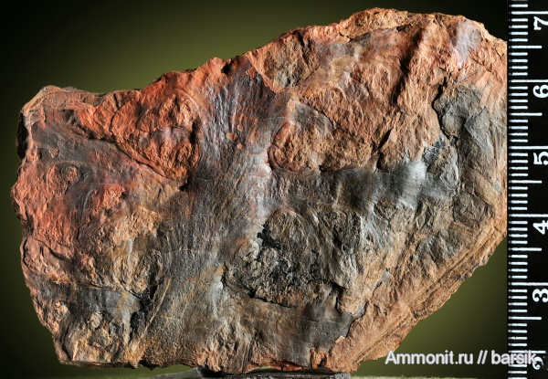 карбон, растения, Aphlebia, Aphlebia crispa