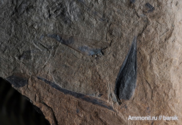 карбон, растения, плауновидные, Lepidophyllum morrisianum