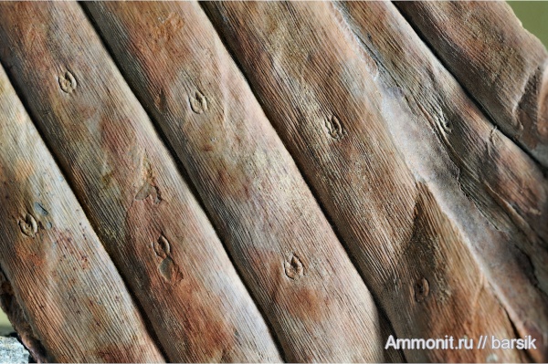 карбон, растения, Syringodendron